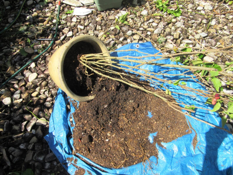 mulberry tree removing soil..jpg